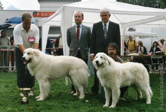 Perro de Montana del Pirineo