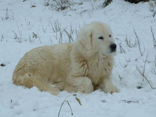 Perro de Montana del Pirineo