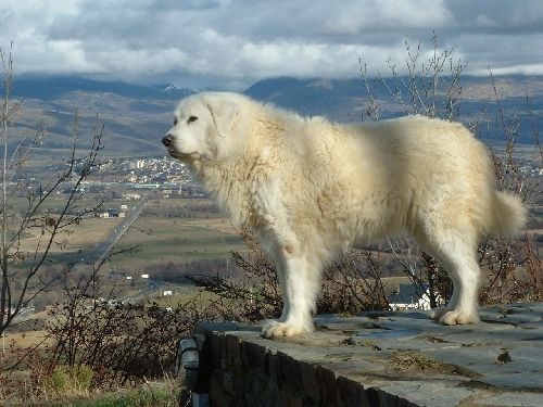 Perro de Montana del Pirineo