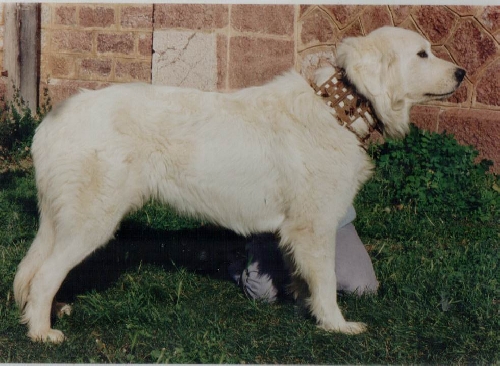 Perro de Montana del Pirineo