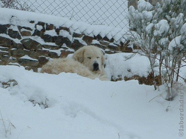 Perro de Montana del Pirineo