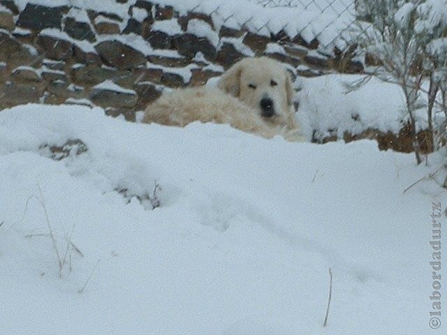 Perro de Montana del Pirineo