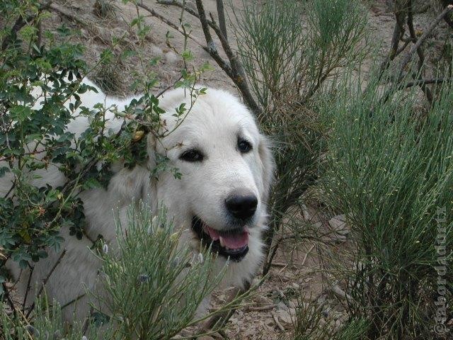 Perro de Montana del Pirineo