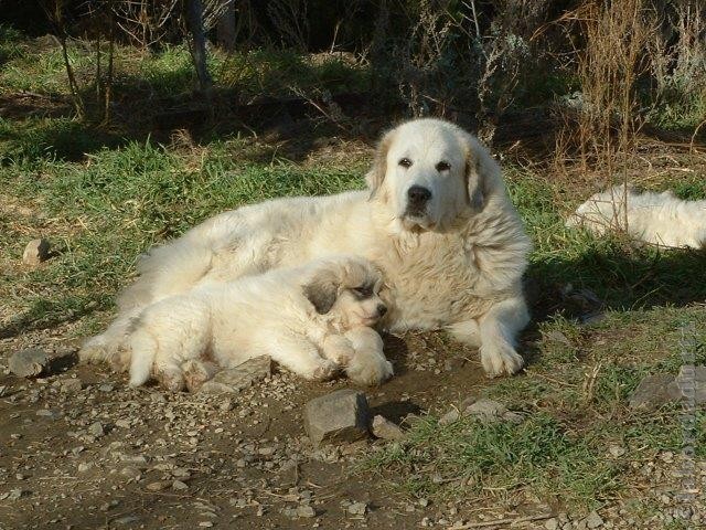 Perro de Montana del Pirineo