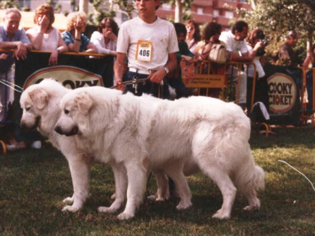 Perro de Montana del Pirineo