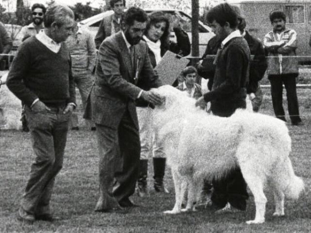 Perro de Montana del Pirineo