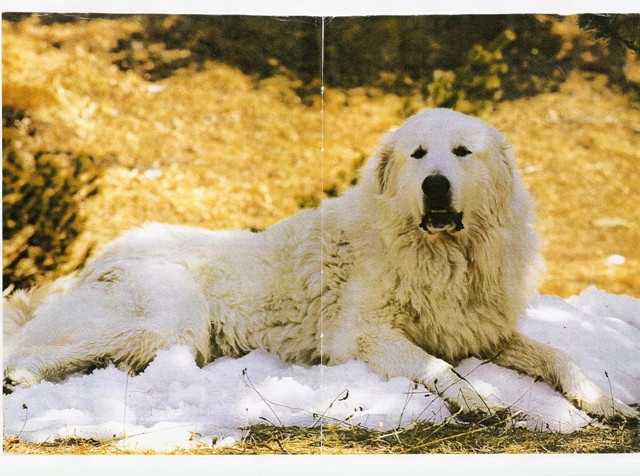 Perro de Montana del Pirineo