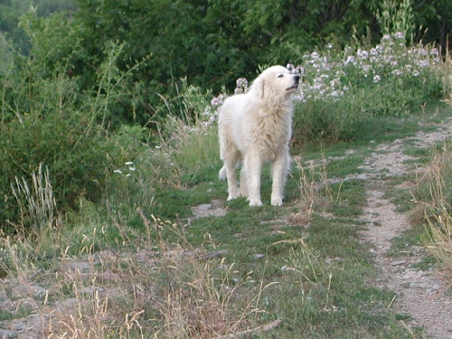 Perro de Montana del Pirineo