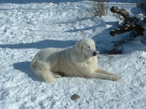 Perro de Montana del Pirineo