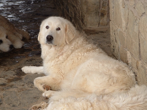 Perro de Montana del Pirineo