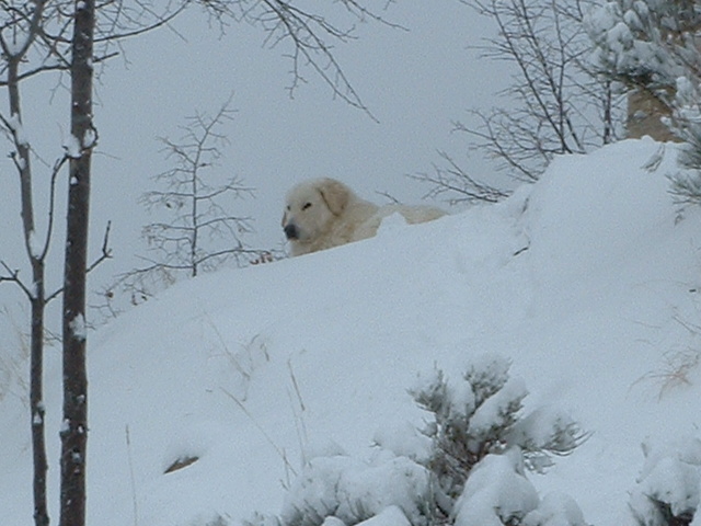 Perro de Montana del Pirineo