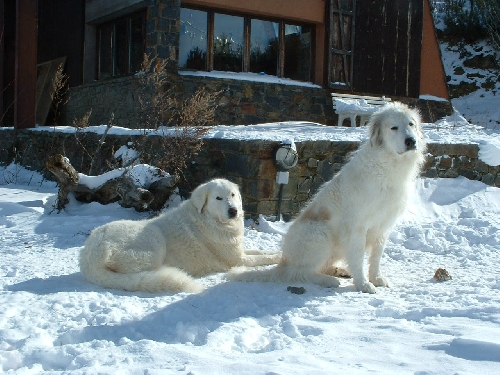 Perro de Montana del Pirineo