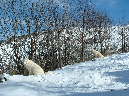 Perro de Montana del Pirineo