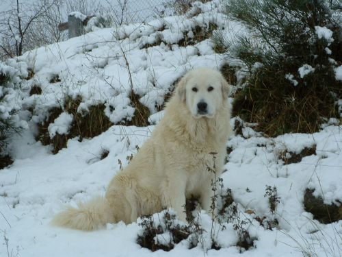 Perro de Montana del Pirineo