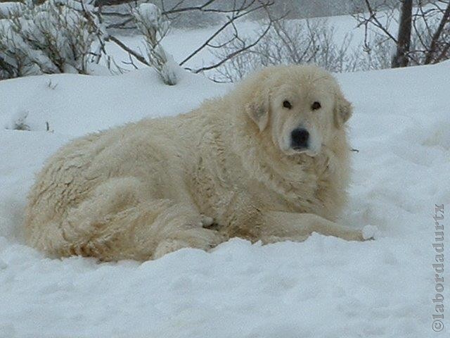 Perro de Montana del Pirineo