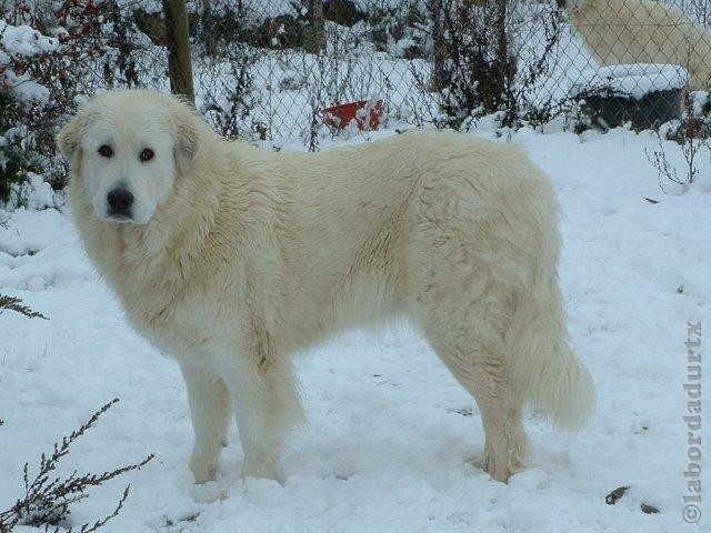 Perro de Montana del Pirineo