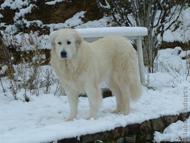 Perro de Montana del Pirineo