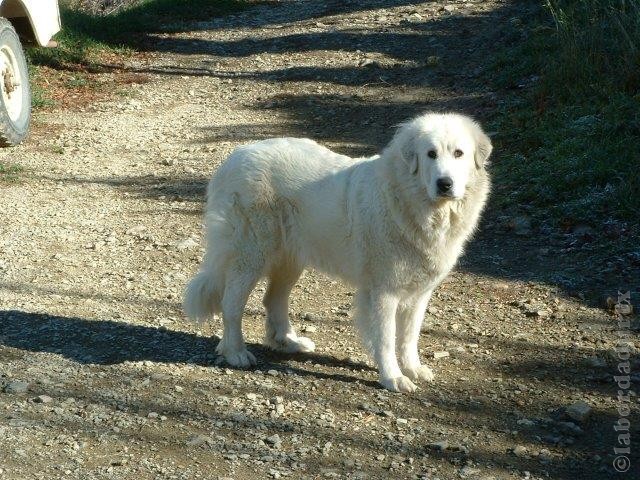 Perro de Montana del Pirineo