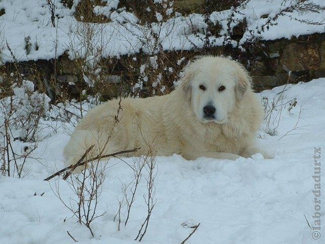 Perro de Montana del Pirineo