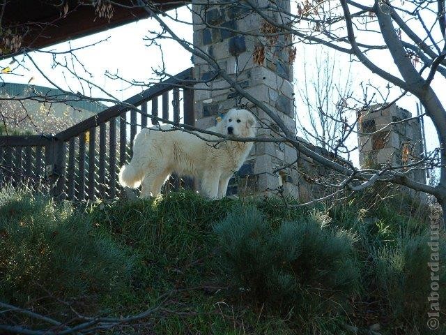 Perro de Montana del Pirineo