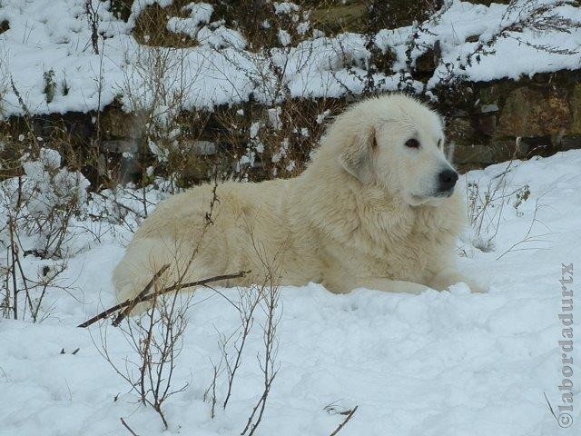 Perro de Montana del Pirineo