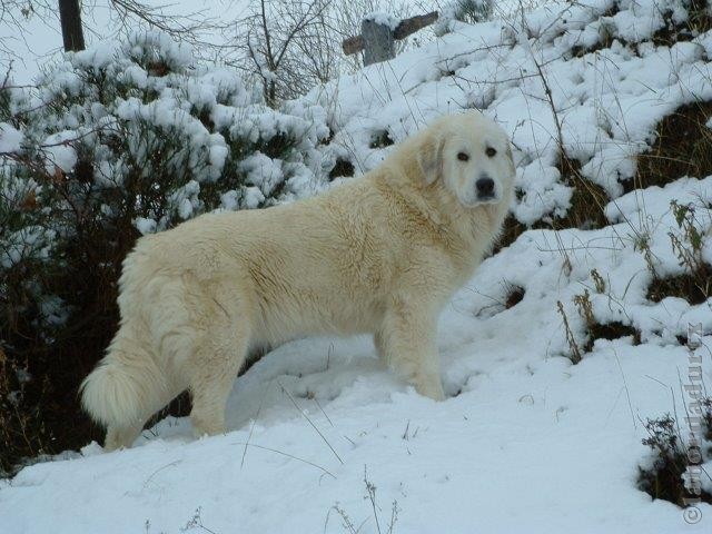 Perro de Montana del Pirineo