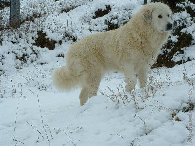 Perro de Montana del Pirineo