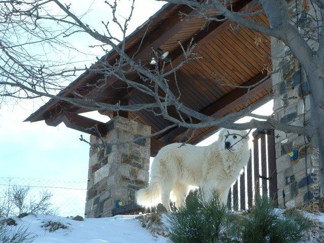 Perro de Montana del Pirineo