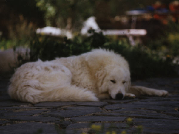 Perro de Montana del Pirineo