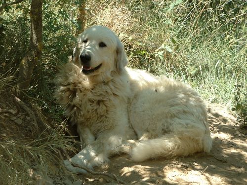 Perro de Montana del Pirineo