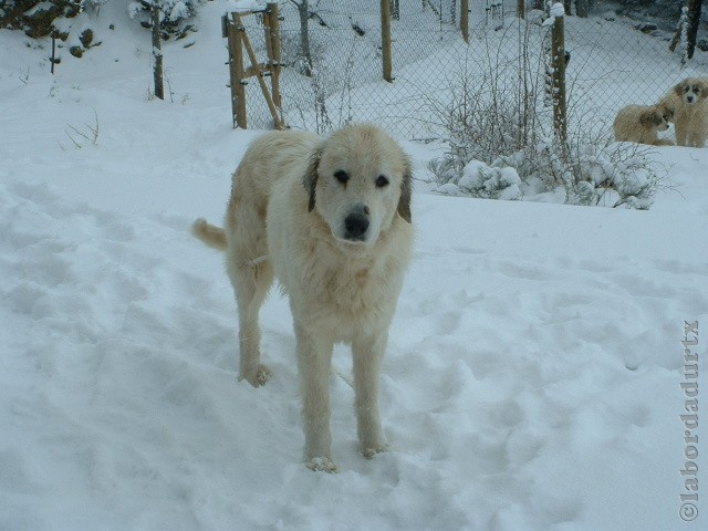 Perro de Montana del Pirineo