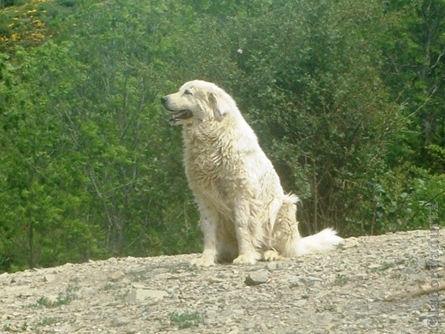 Perro de Montana del Pirineo