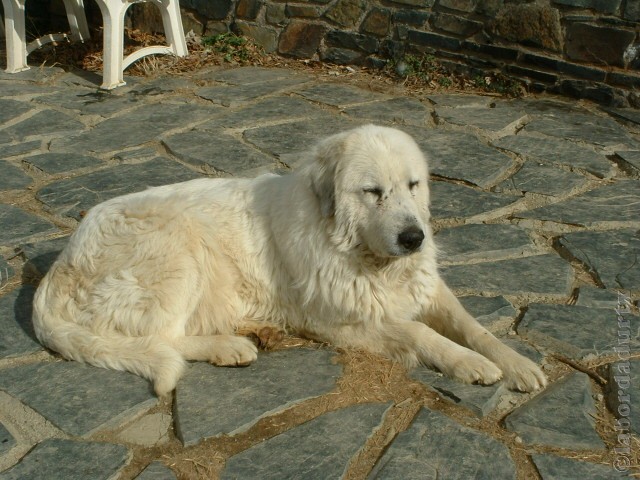 Perro de Montana del Pirineo