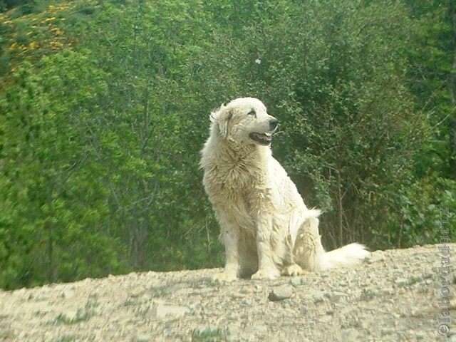 Perro de Montana del Pirineo