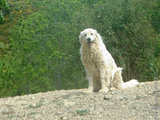 Perro de Montana del Pirineo