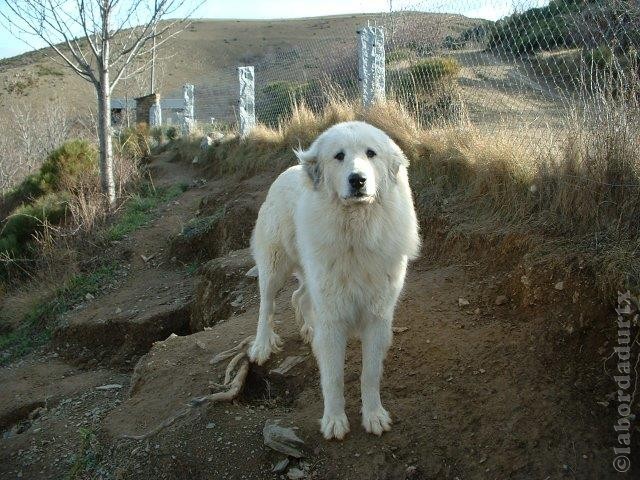 Perro de Montana del Pirineo