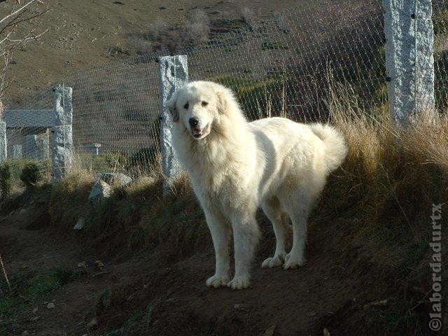 Perro de Montana del Pirineo