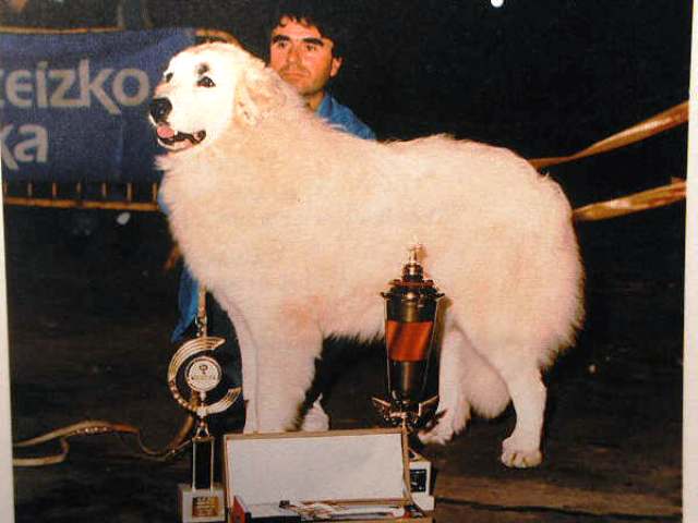 Perro de Montana del Pirineo