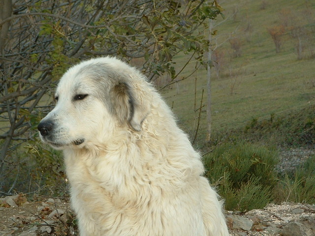 Perro de Montana del Pirineo