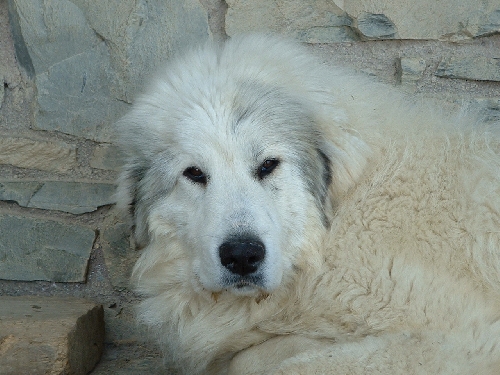 Perro de Montana del Pirineo